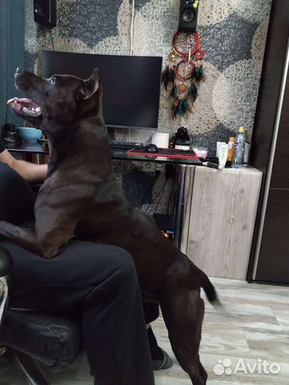 Вязка питбуль