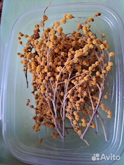 Сухоцветы для творчества крупные