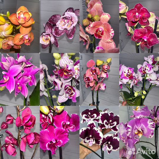 Орхидея фаленопсис