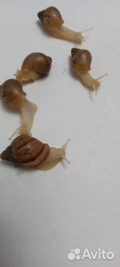 Улитки ахатины ретикулята