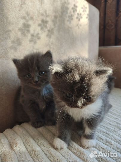 Кошки в добрые руки бесплатно