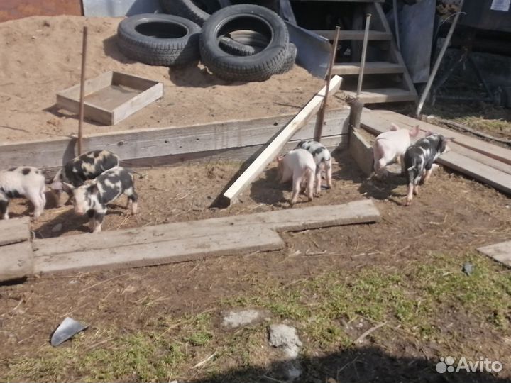 Продам поросят