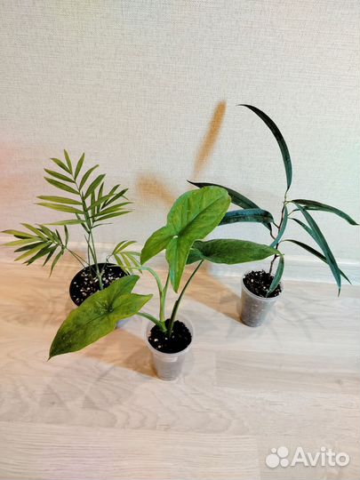 Комнатные цветы набор #1