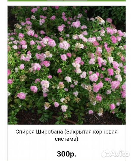 Спирея японская