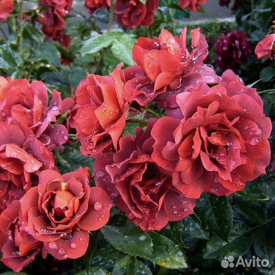 Саженцы роз зкс