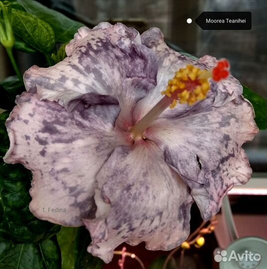 Сортовые гибискусы 1