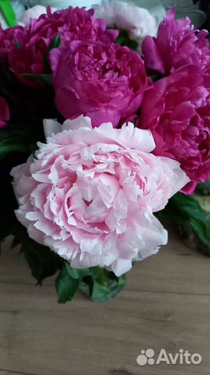 Пионы крупные