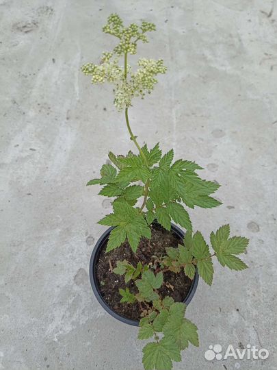 Таволга вязолистная (лабазник)