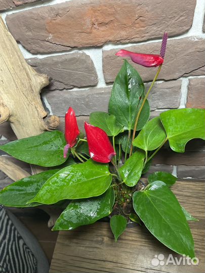 Антуриум бандерола лава