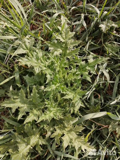 Мордовник шароголовый рассада много