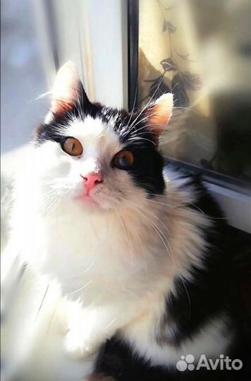 Няшик пушистый котик-медвежонок