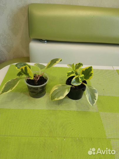 Пеперомия вариегатная