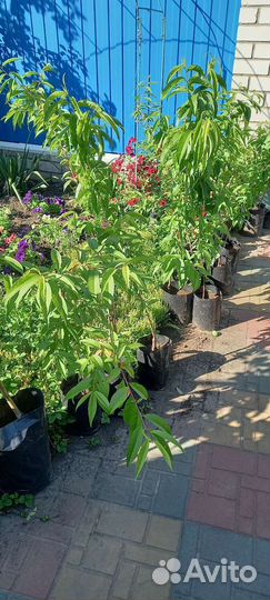 Саженцы нектарина 