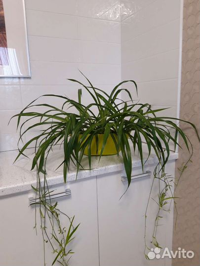 Хлорофитум