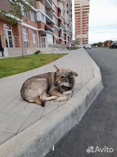 Молодой пес ищет дом