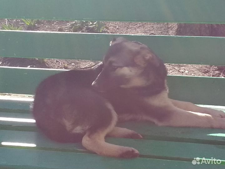 Собака в добрые руки