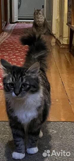 Кошка
