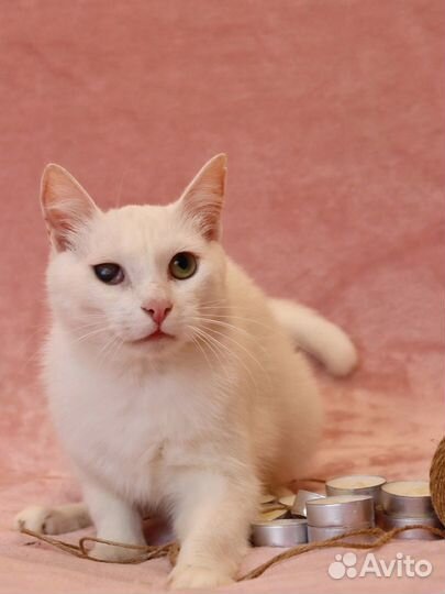 Котик в добрые руки
