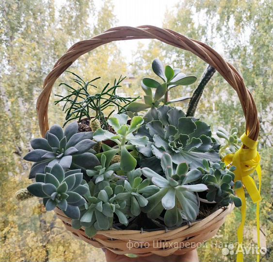 Суккуленты- эхеверии и граптоверии