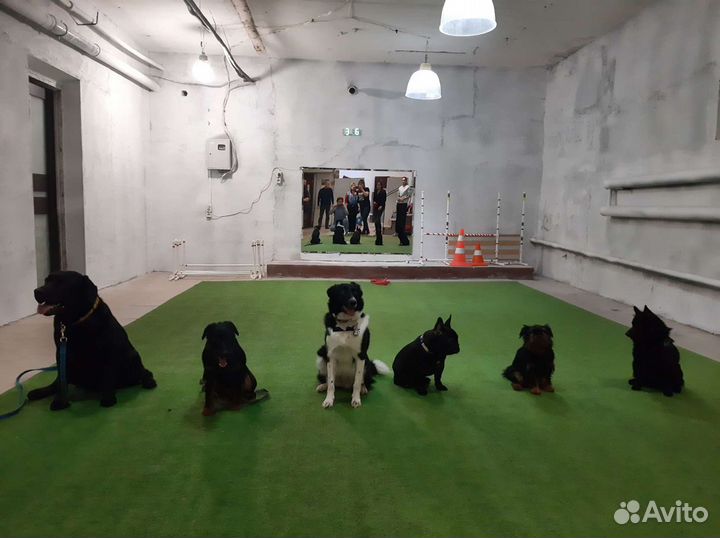 Кинолог. Дрессировка собак