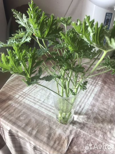 Герань пеларгония душистая