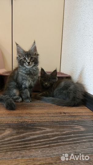 Котята мейн-кун