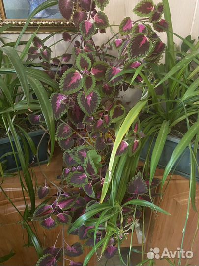 Хлорофитум, коллеус и другие цветы