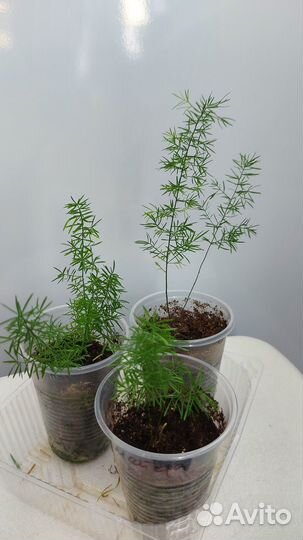 Аспарагусы