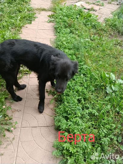 Собаки бесплатно в добрые руки