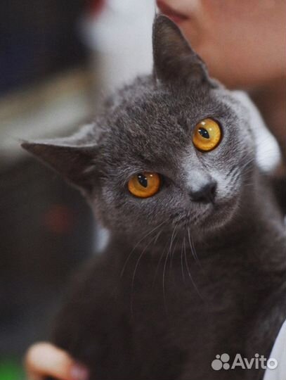 Годовалая кошечка метис в добрые руки