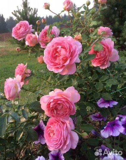 Роза Джубили Селебрейшен саженцы осень 2023г