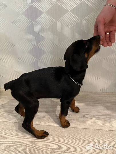 Щенки добермана
