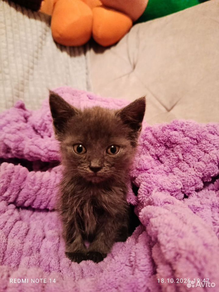 Котёнок в добрые руки, Кропоткин