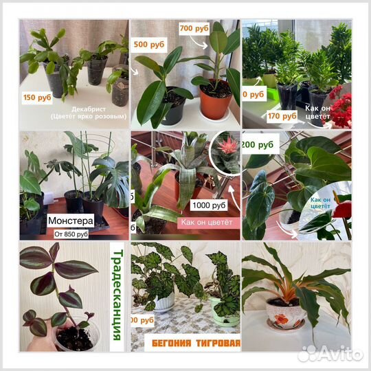 Комнатные цветы домашние растения цветы в кашпо