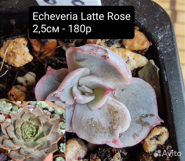 Суккуленты 1