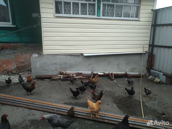 Куры бентамки