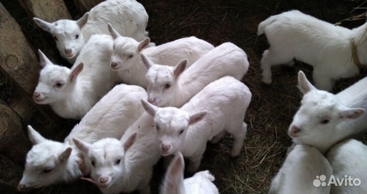 Козы и козлята