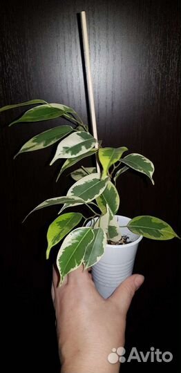 Фикус Голден Кинг