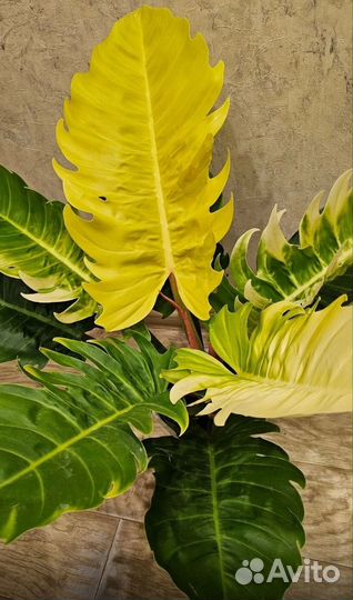 Филодендрон Пиннатифидум