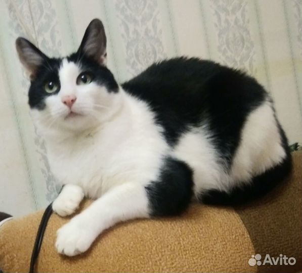 Кошачья няня (котоняня, зооняня, кэтситтер)