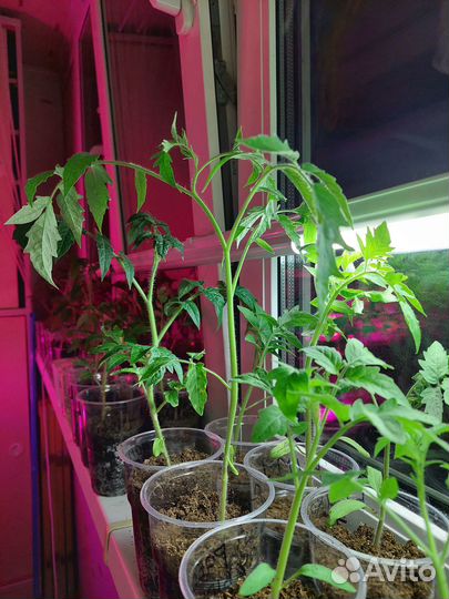 Рассада помидоров