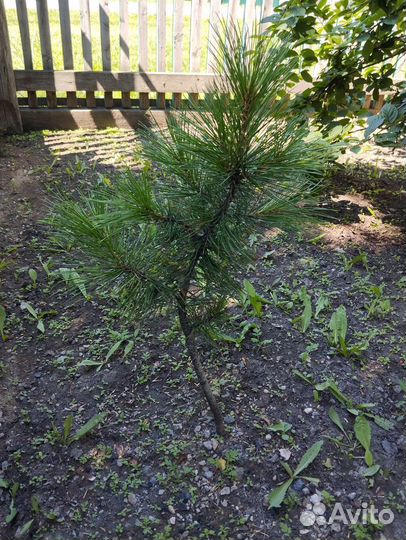 Саженец кедра