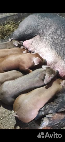 Поросята