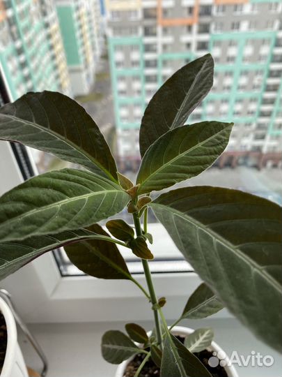 Руэллия - комнатный цветок