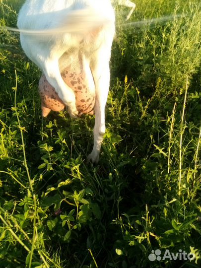 Дойная коза