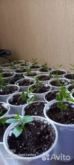 Гранат (саженцы)