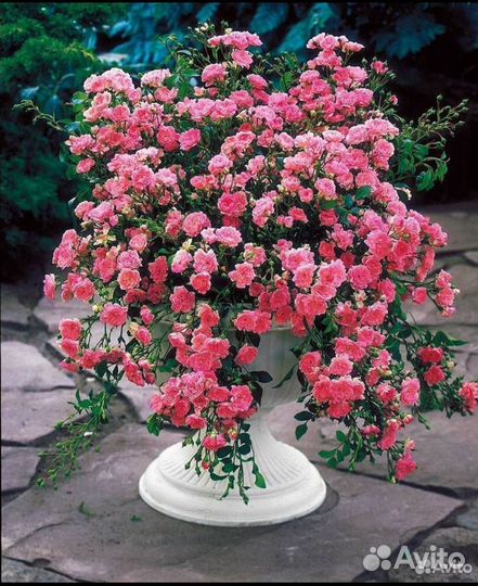 Декоративные растения