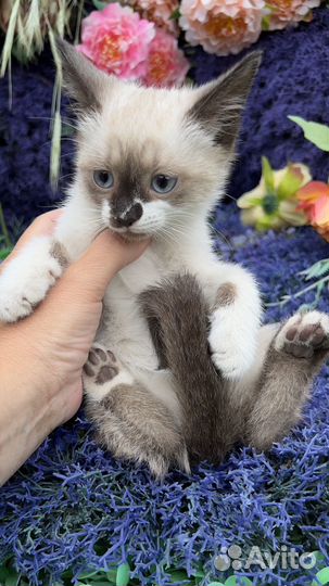 Кошка красотка