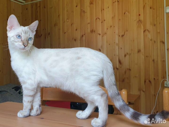 Бенгальский котенок в ответственные руки