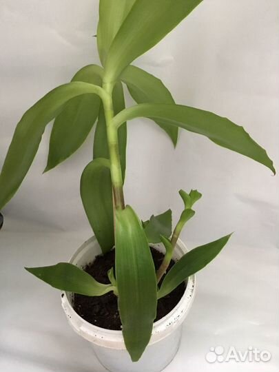 Цветок Золотой Ус